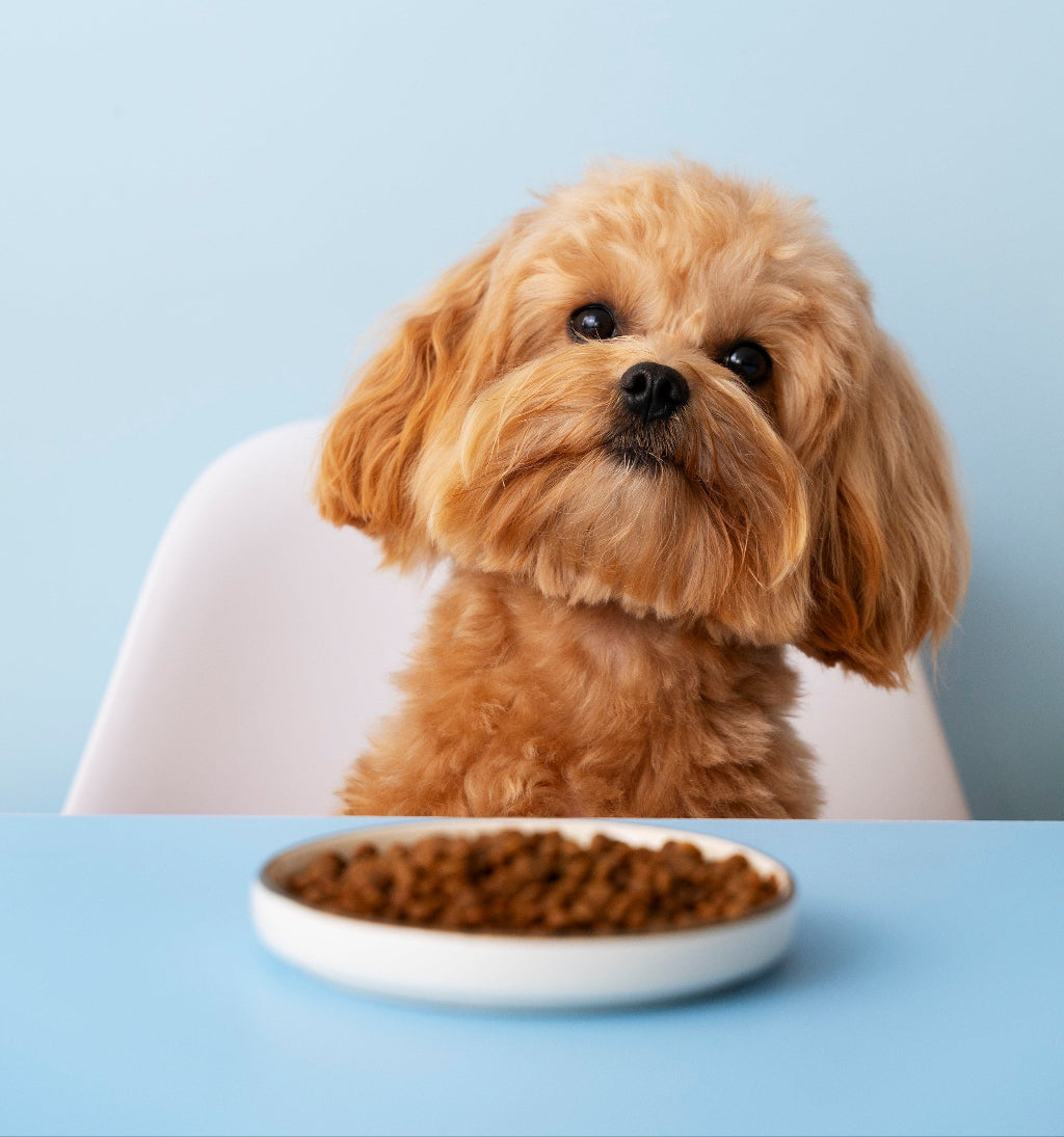 Dieta BARF dla psa najczęstsze błędy i jak ich uniknąć