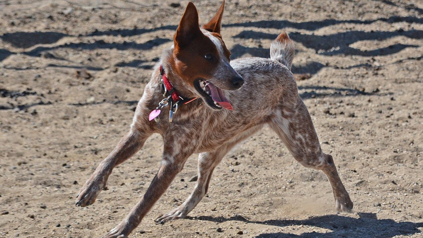 Australian-Stumpy-Tail-Cattle-Dog_charakterystyka_rasy