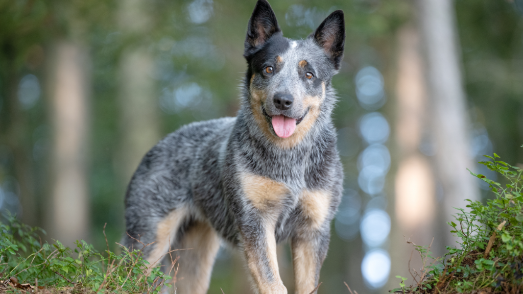 Australijski pies pasterski- charakterystyka rasy