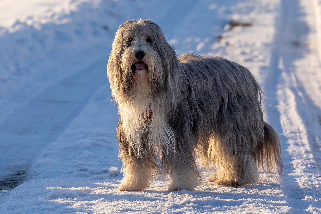 Bearded Collie charakterystyka rasy
