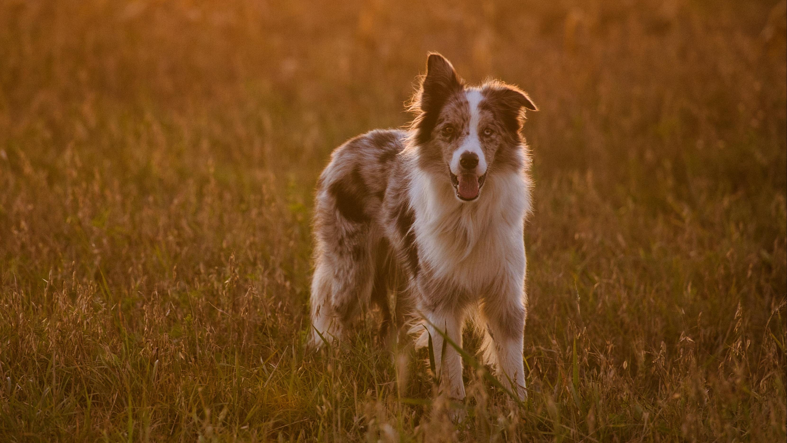 Pies rasy border collie
