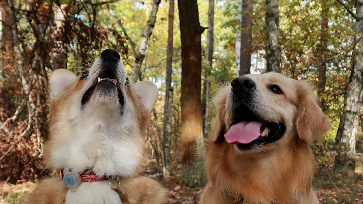 BronSis strona główna