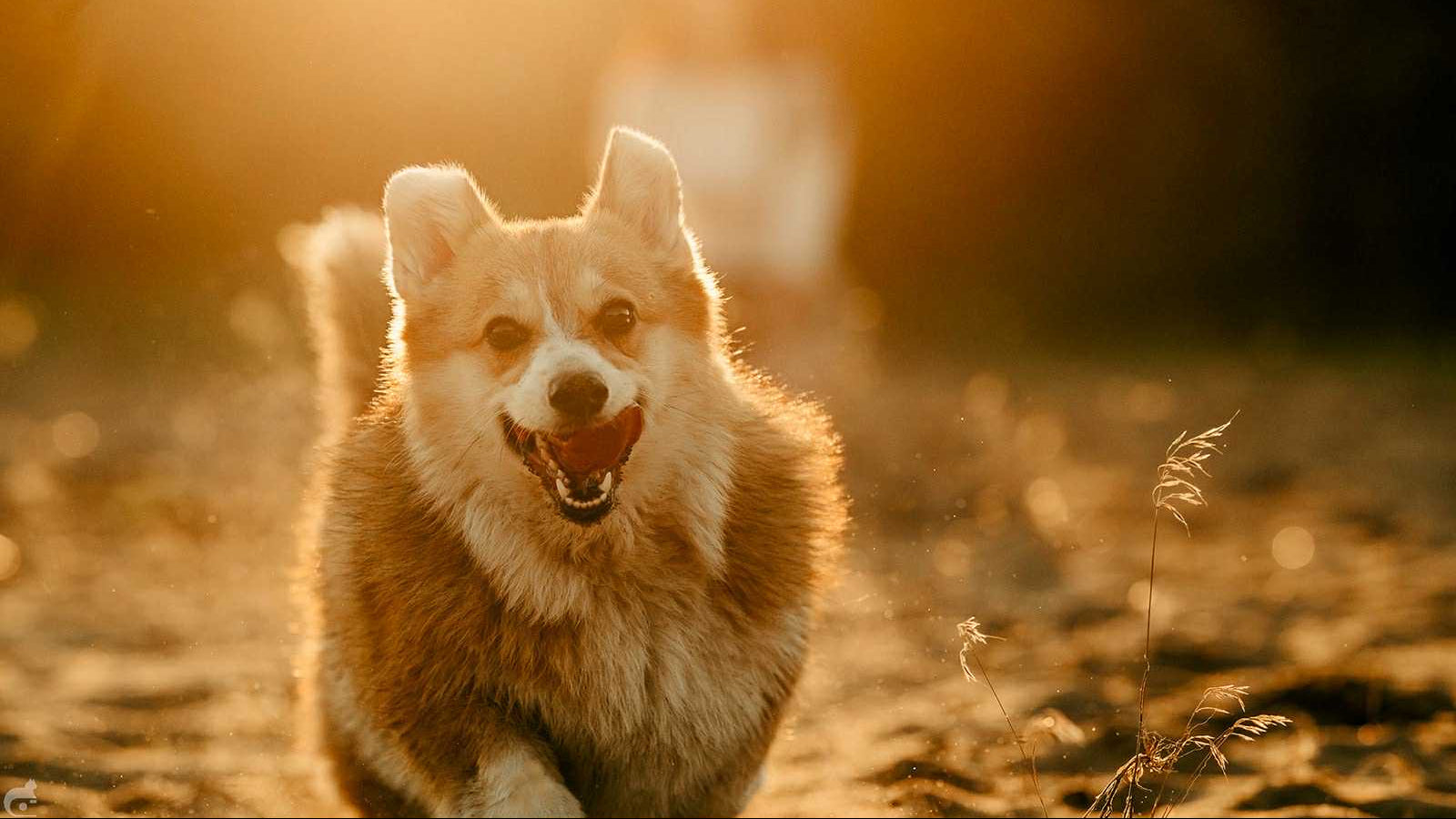 Pies rasy Welsh Corgi Pembroke