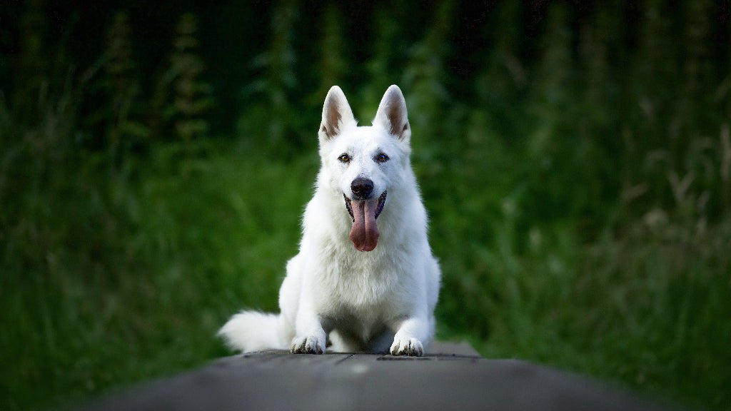 Bialy owczarek szwajcarski- rasa psa
