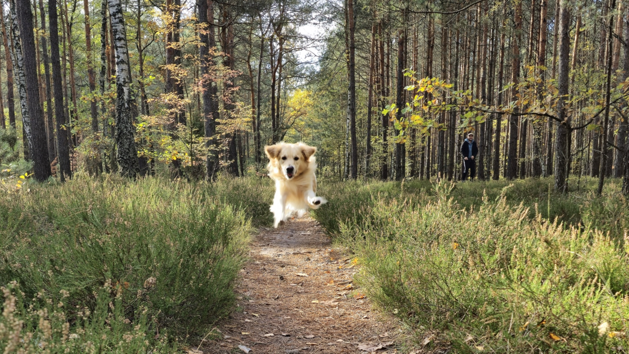 Golden Retriever opis rasy