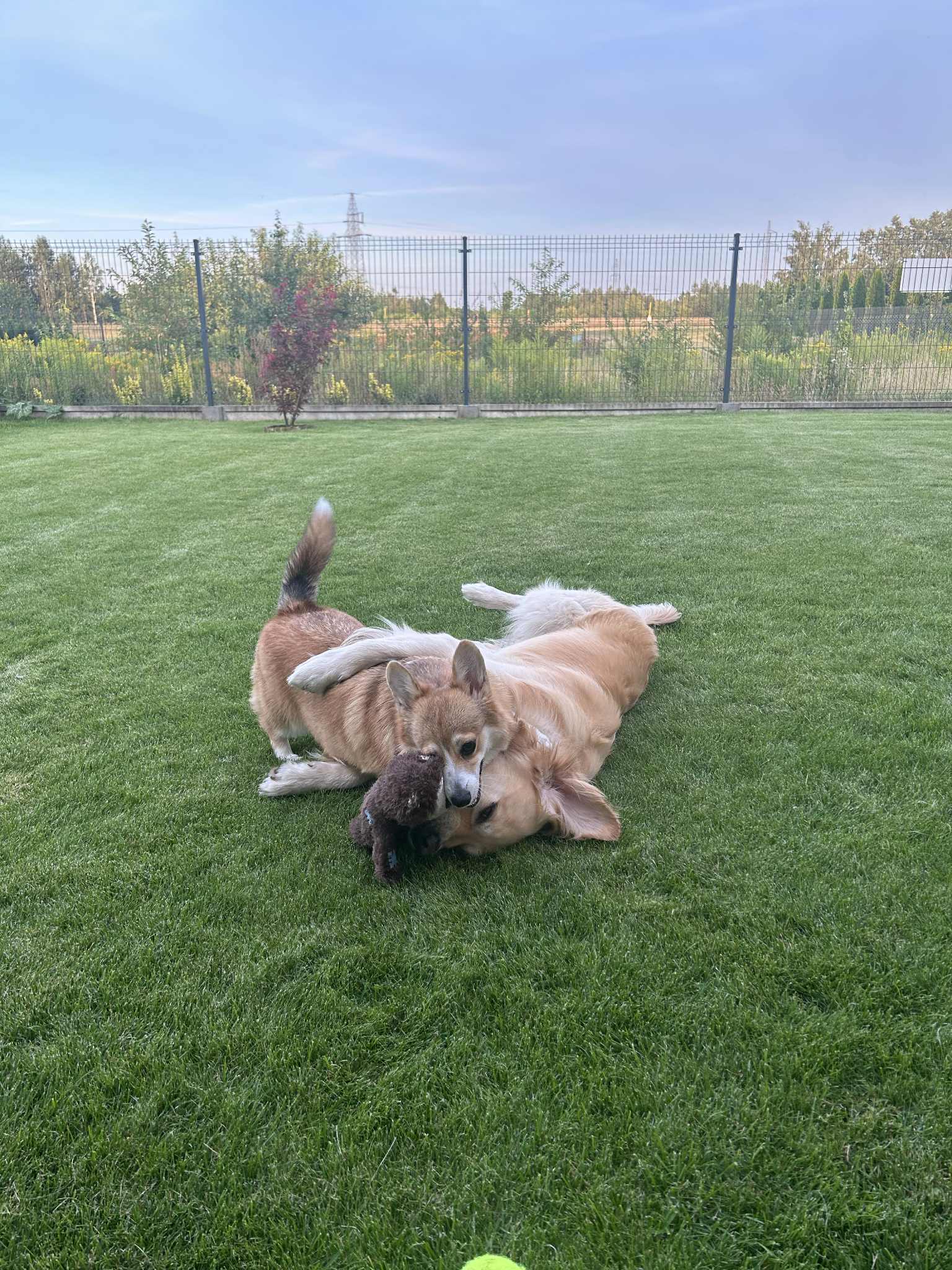 zabawa bronsis misia i marcel podczas wspólnych zabaw. Dowiedz się więcej o Naszych psiakach