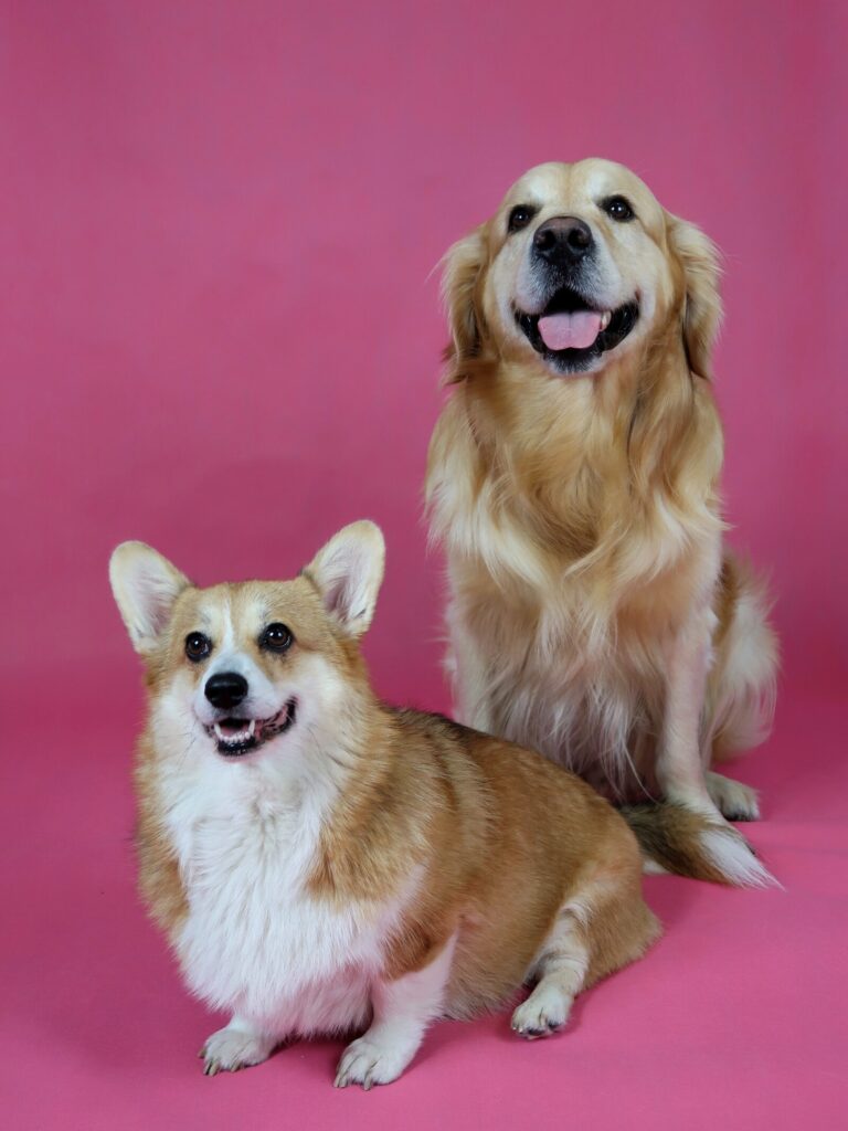 Corgi i golden retriever na różowym tle - psie rodzeństwo Bro N Sis Paws