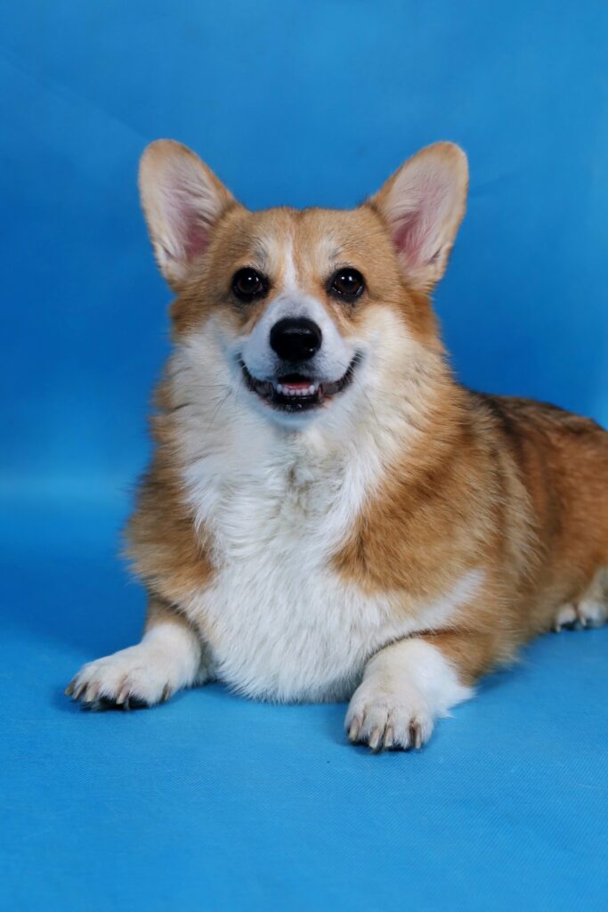 Corgi na niebieskim tle