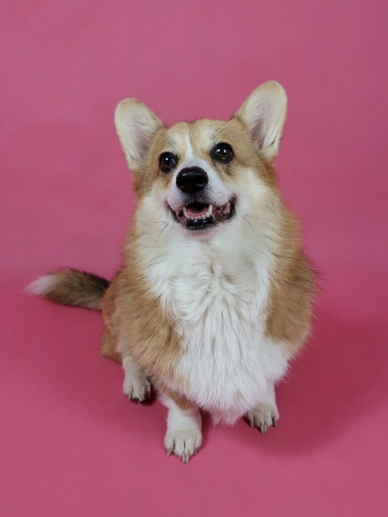 Corgi na różowym tle