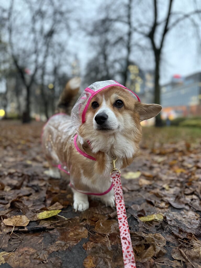 Corgi w przezroczystej psielerynce z różową lamówką na jesiennym spacerze