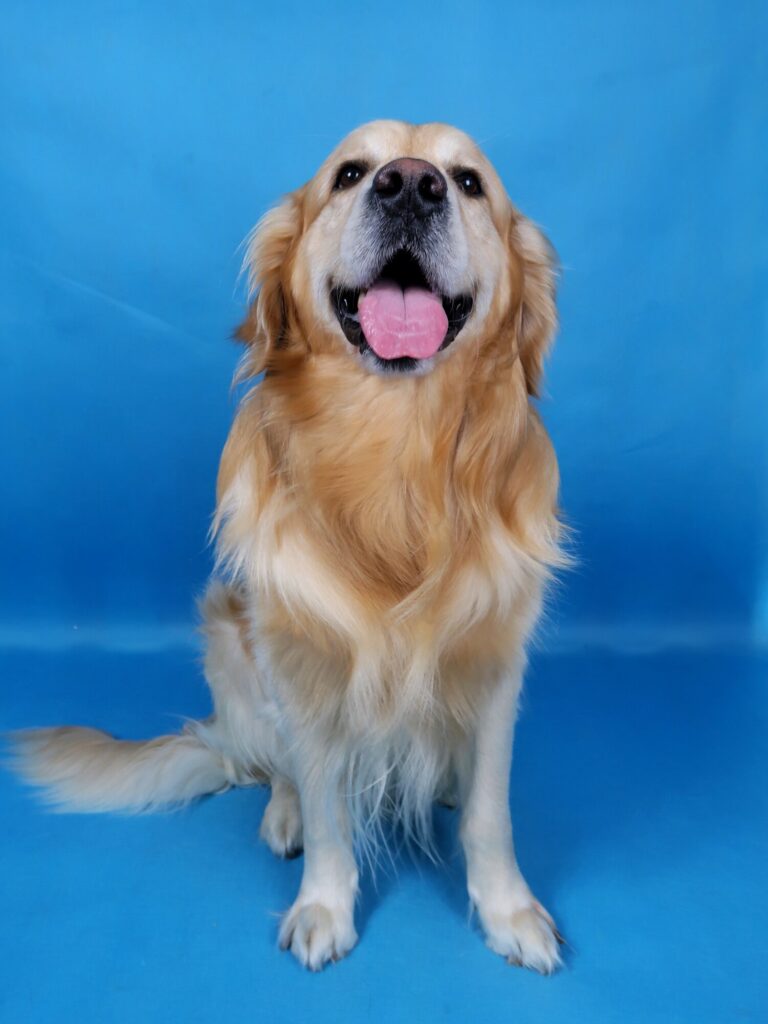 Golden retriever na niebieskim tle