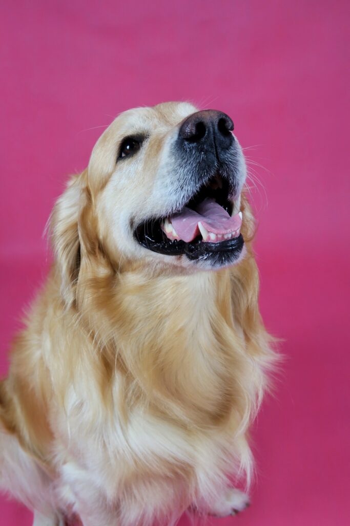 Golden retriever na różowym tle