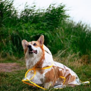 Misia, corgi w przezroczystej psielerynce z żółtą lamówką, siedzi w trawie