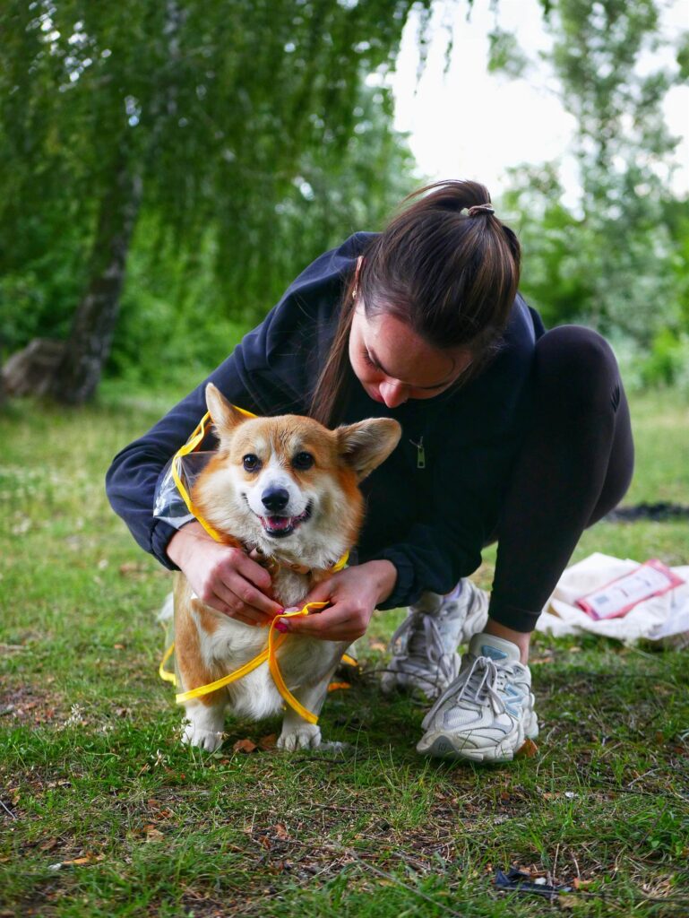 Właścicielka zakłada corgi żółtą psielerynkę przeciwdeszczową